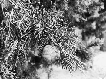 Close-up of frost on branch