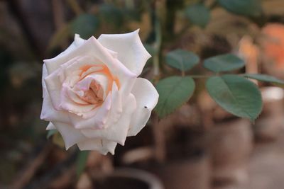 Close-up of white rose