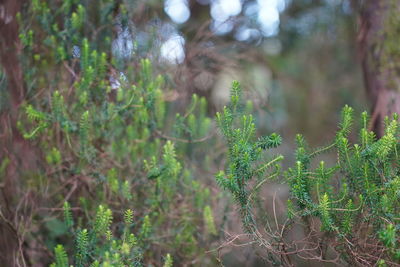 Close-up of plant growing in forest