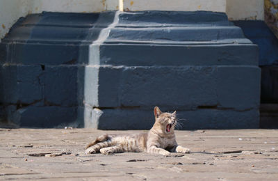 Portrait of cat sitting outdoors