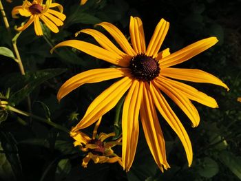 Close-up of yellow daisy