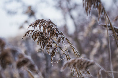 Close-up of dried plant on field