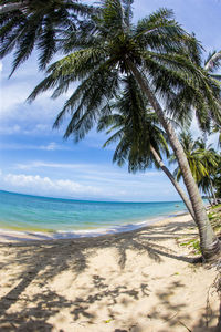 Palm trees on beach against sky