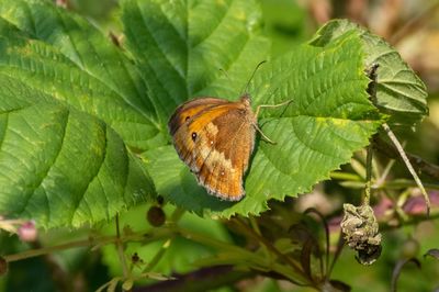 Close-up of butterfly on leaf