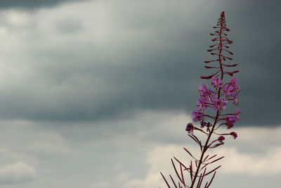 Low angle view of tree against sky