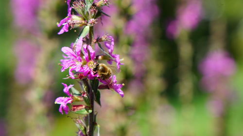 Close-up of bee on purple flower