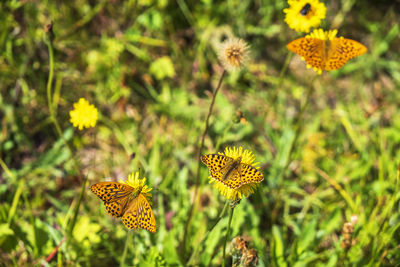 High brown fritillary butterflies collect nectar on a flowering meadow