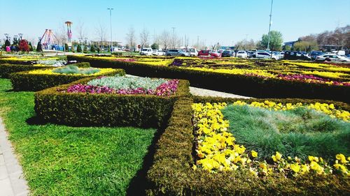 View of flowers in park