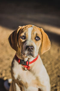 Close-up portrait of dog sticking out tongue outdoors