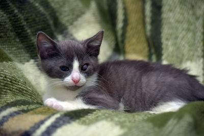 Close-up of a kitten