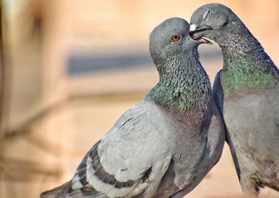 Close-up of bird