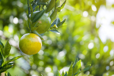 Close-up of fruit growing on tree