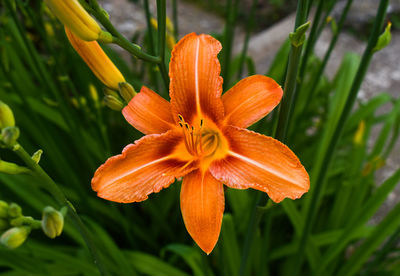 Close-up of orange day lily