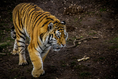 Close-up of tiger