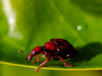 Close-up of insect on red leaf