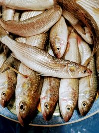 High angle view of fish for sale in market