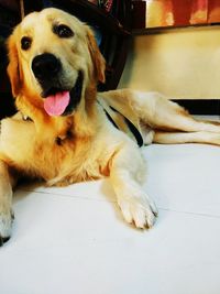 Close-up portrait of dog sitting on floor