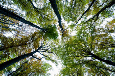 Low angle view of trees against sky