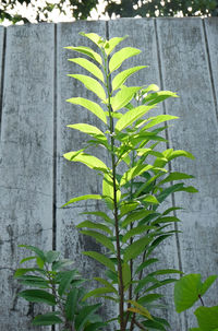 Close-up of fern leaves