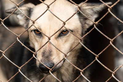 Close-up of dog seen through chainlink fence in cage at zoo