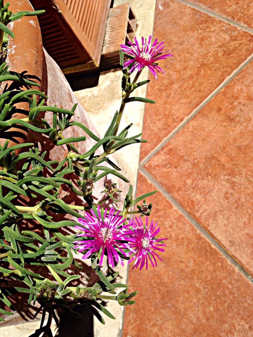 flower, plant, growth, freshness, fragility, leaf, built structure, potted plant, high angle view, building exterior, petal, wall - building feature, architecture, nature, beauty in nature, no people, blooming, purple, sunlight, day