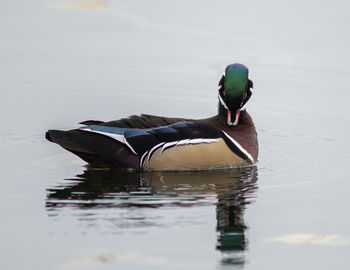 Close-up of duck swimming in lake