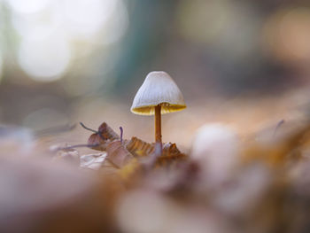 Close-up of mushroom growing on land