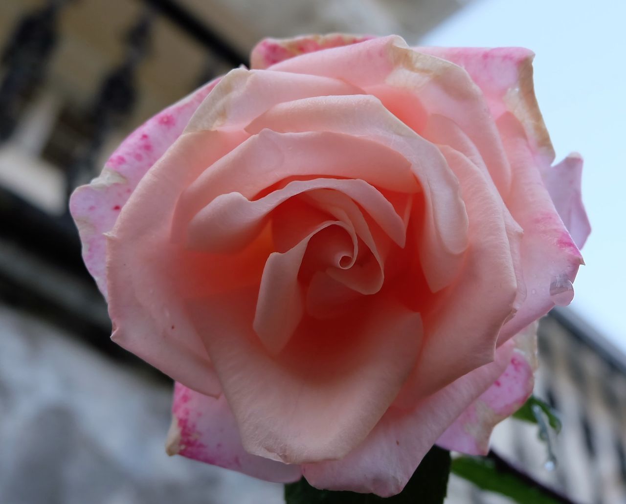 CLOSE-UP OF PINK ROSE WITH FLOWER
