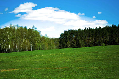 Trees on field against sky