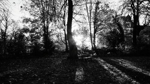 Trees on field in forest