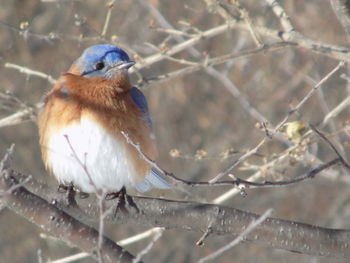 Close-up of bird perching on branch