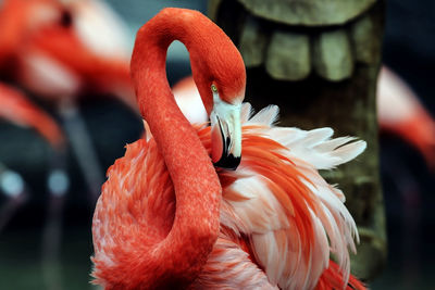 Close-up of a bird