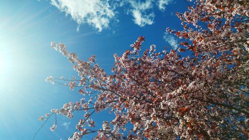 Low angle view of flower tree against sky