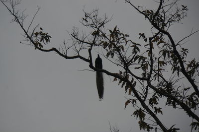 Low angle view of silhouette bird perching on tree against sky