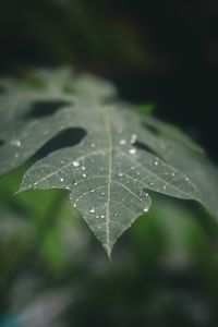 Close-up of raindrops on maple leaf