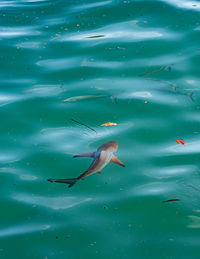 High angle view of fish swimming in sea