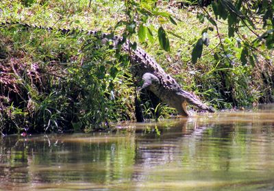 View of a drinking water from a lake