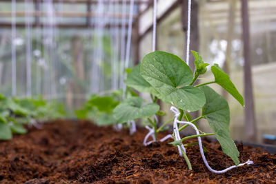 Close-up of green plant