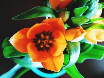 High angle view of flowering plant