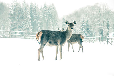 Deer on snow covered field