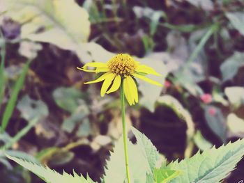Close-up of insect on yellow flower