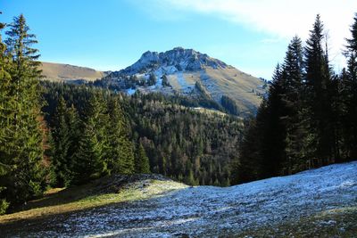 Scenic view of pine trees by snowcapped mountains against sky