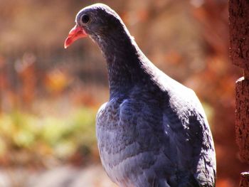 Close-up of pigeon