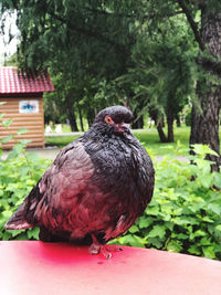 Close-up of bird perching on a plant