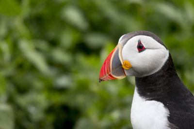 Close-up of puffin