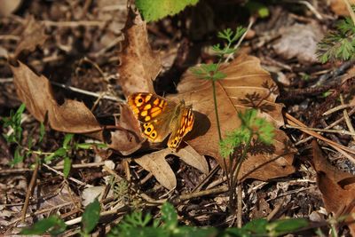 Close-up of butterfly on plant