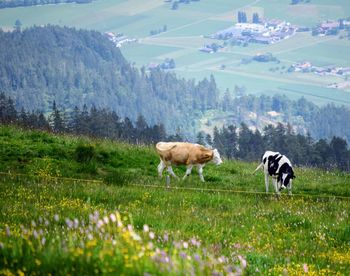 Sheep in a field