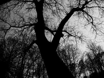 Low angle view of silhouette tree against sky