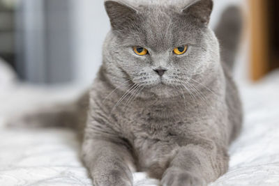 Portrait of lying gray cat with orange eyes close-up. british blue shorthair cat. selective focus.