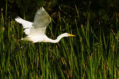 Close-up of white bird flying over grass